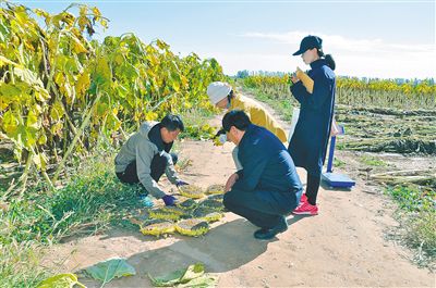 种植农业技术有哪些_种植农业技术要求_农业技术种植