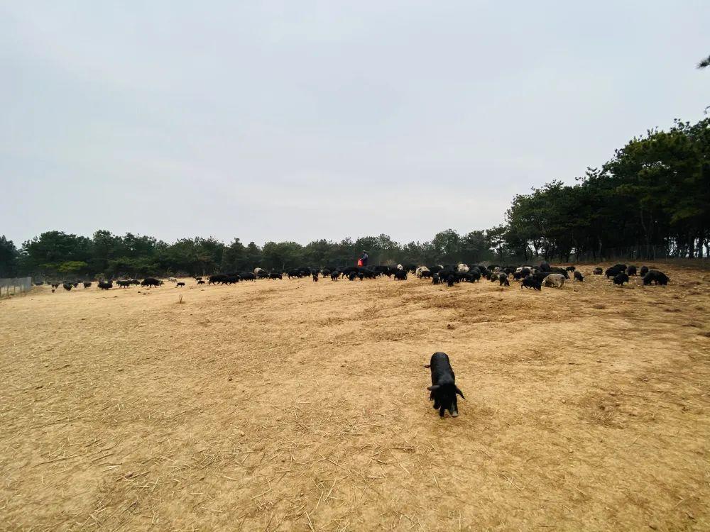 致富养殖藏香猪视频_养殖藏香猪怎么样_致富经养殖藏香猪致富