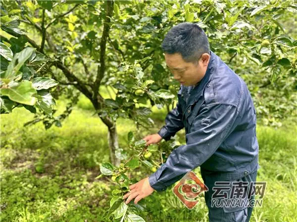 致富栽培李子树图片_致富经李子树栽培_种植李子树