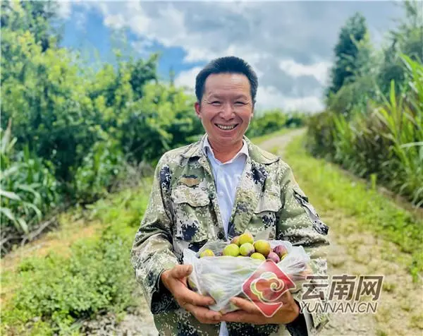 种植李子树_致富经李子树栽培_致富栽培李子树图片