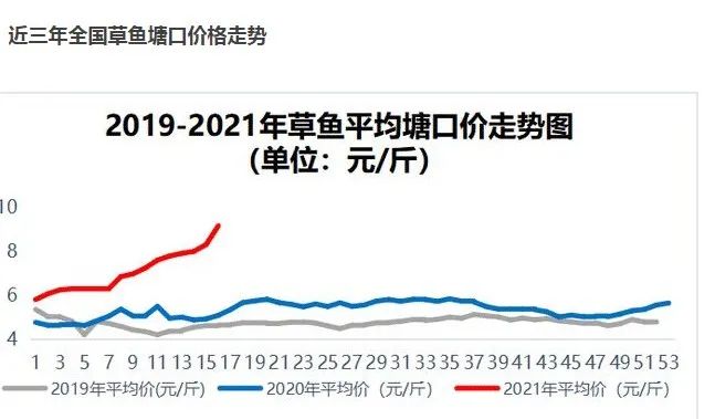 曾拿地上千亩，还要新建万斤级加工大厂！中山千亩养殖巨企最新动作：布局脆肉罗非鱼！