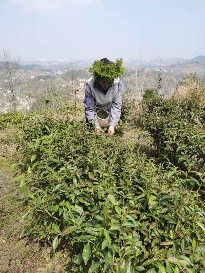 甜茶叶种植致富_茶叶种植效益_茶叶致富经