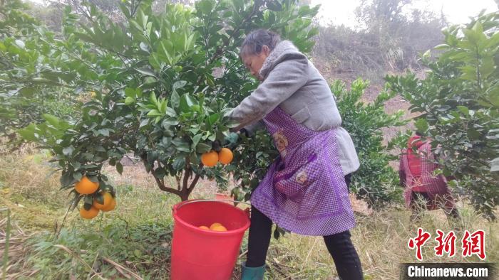 （乡村行·看振兴）江西万载：移植脐橙树 蹚出致富路