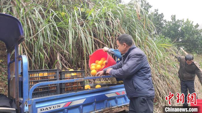 致富的脐橙种植_致富种植脐橙怎么样_种植脐橙收益怎么样