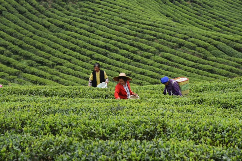 甜茶叶种植致富_茶叶致富经_茶叶种植赚钱吗