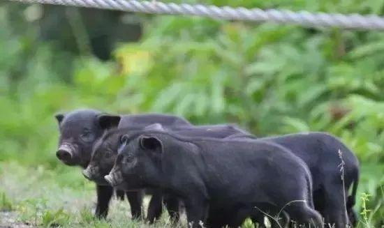 致富养殖藏香猪怎么样_致富经养殖藏香猪致富_藏香猪养殖视频致富经