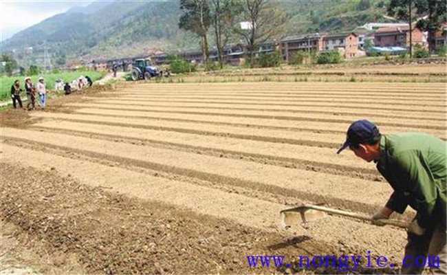 种植薄荷如何选地整地