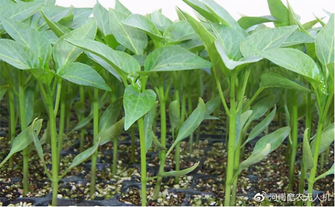 春季辣椒大棚种植技术要点_春季大棚辣椒种植技术_春季辣椒大棚种植技术视频