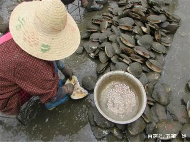 曾经水乡的致富产业，也是成语典故的主角，养殖河蚌有诀窍