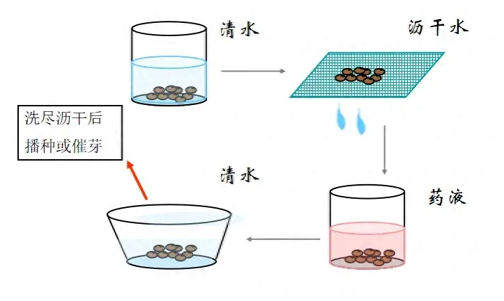 春季辣椒高产种植技术要点有哪些？