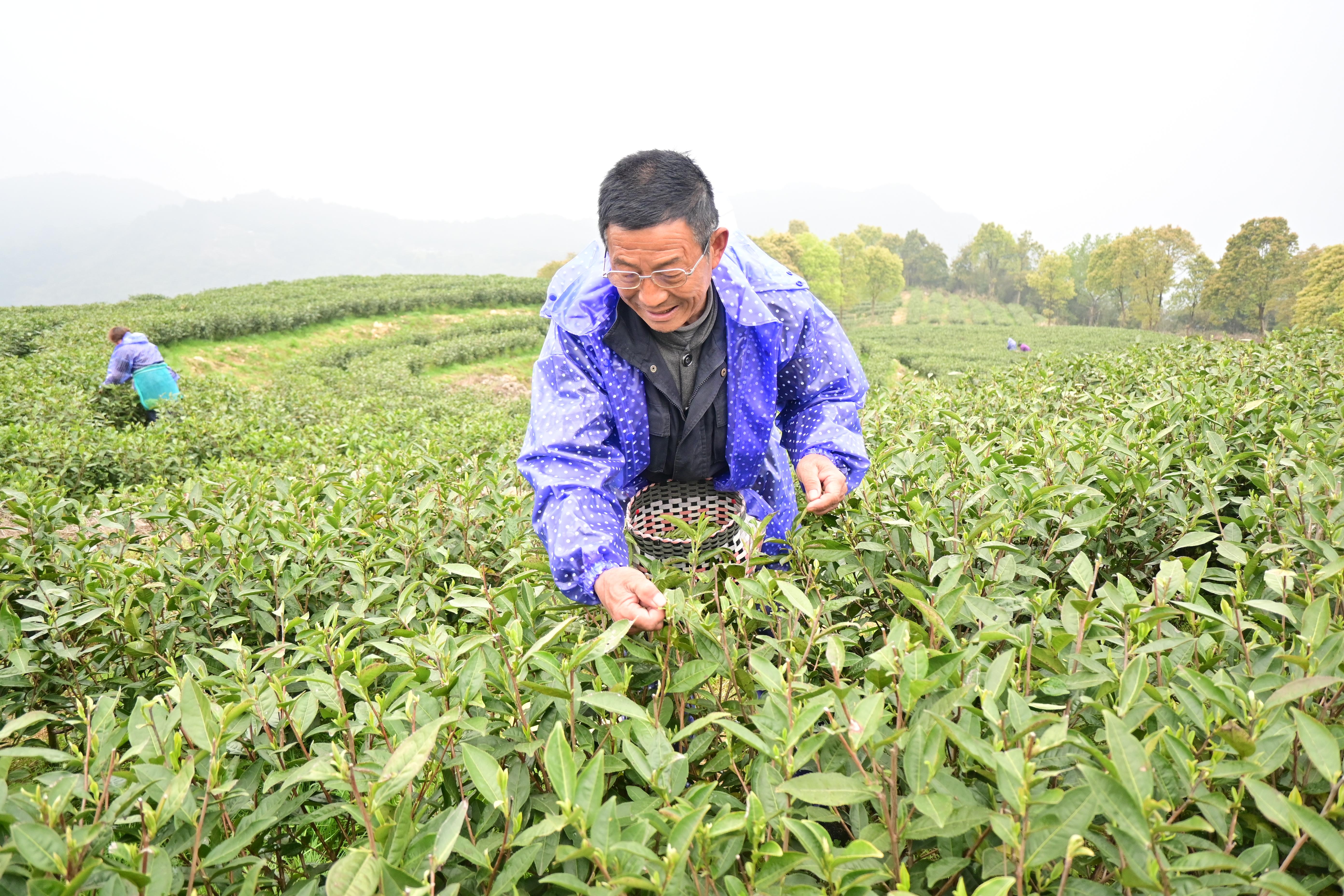 农村致富新项目种植_当前农村种植什么致富好_农村致富种植什么好