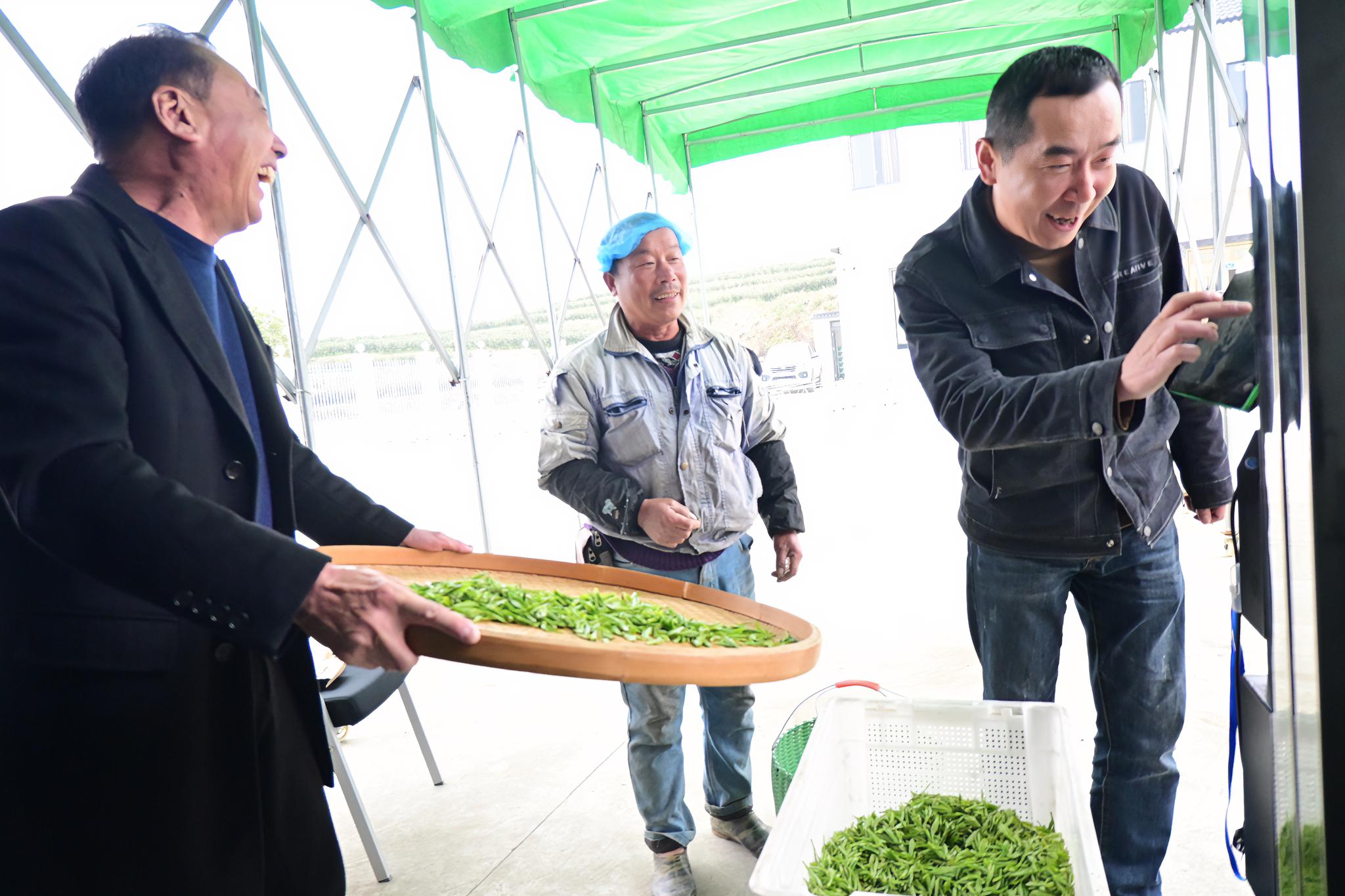 农村致富新项目种植_当前农村种植什么致富好_农村致富种植什么好