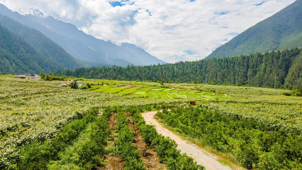 农民种植致富_几个有前景的农村种植致富项目_当前农村种植什么致富好