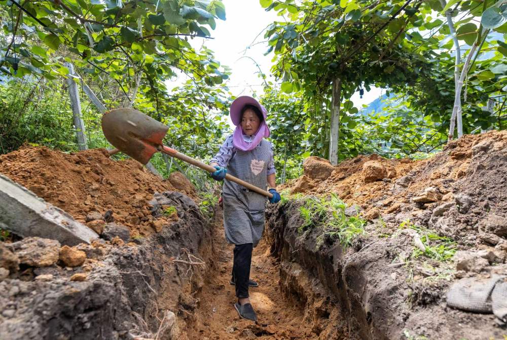 几个有前景的农村种植致富项目_农民种植致富_当前农村种植什么致富好