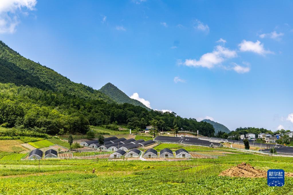 重庆巫溪：“小贝母”长成致富“大产业”