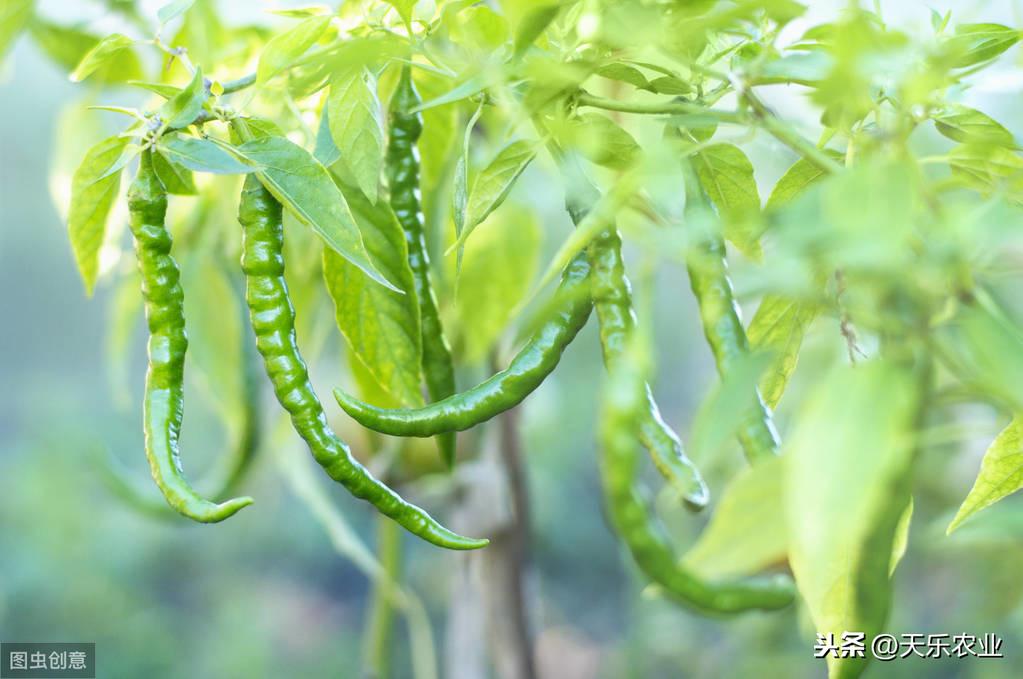 春季大棚辣椒种植技术_春季辣椒大棚种植技术要点_春季大棚辣椒种植和管理