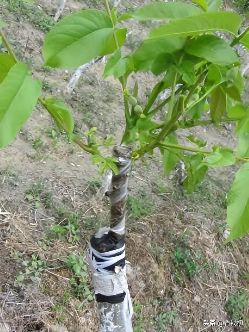 核桃剪枝技术视频_致富经核桃剪枝_致富核桃剪枝视频教程