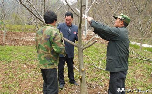 致富核桃剪枝视频教程_致富经核桃剪枝_致富核桃剪枝视频