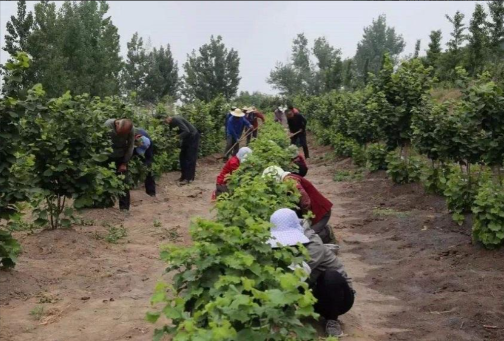 农村致富项目种植业_当前农村种植什么致富好_农村致富新项目种植