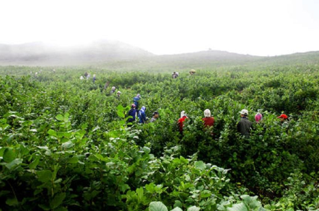 农村致富项目种植业_农村致富新项目种植_当前农村种植什么致富好