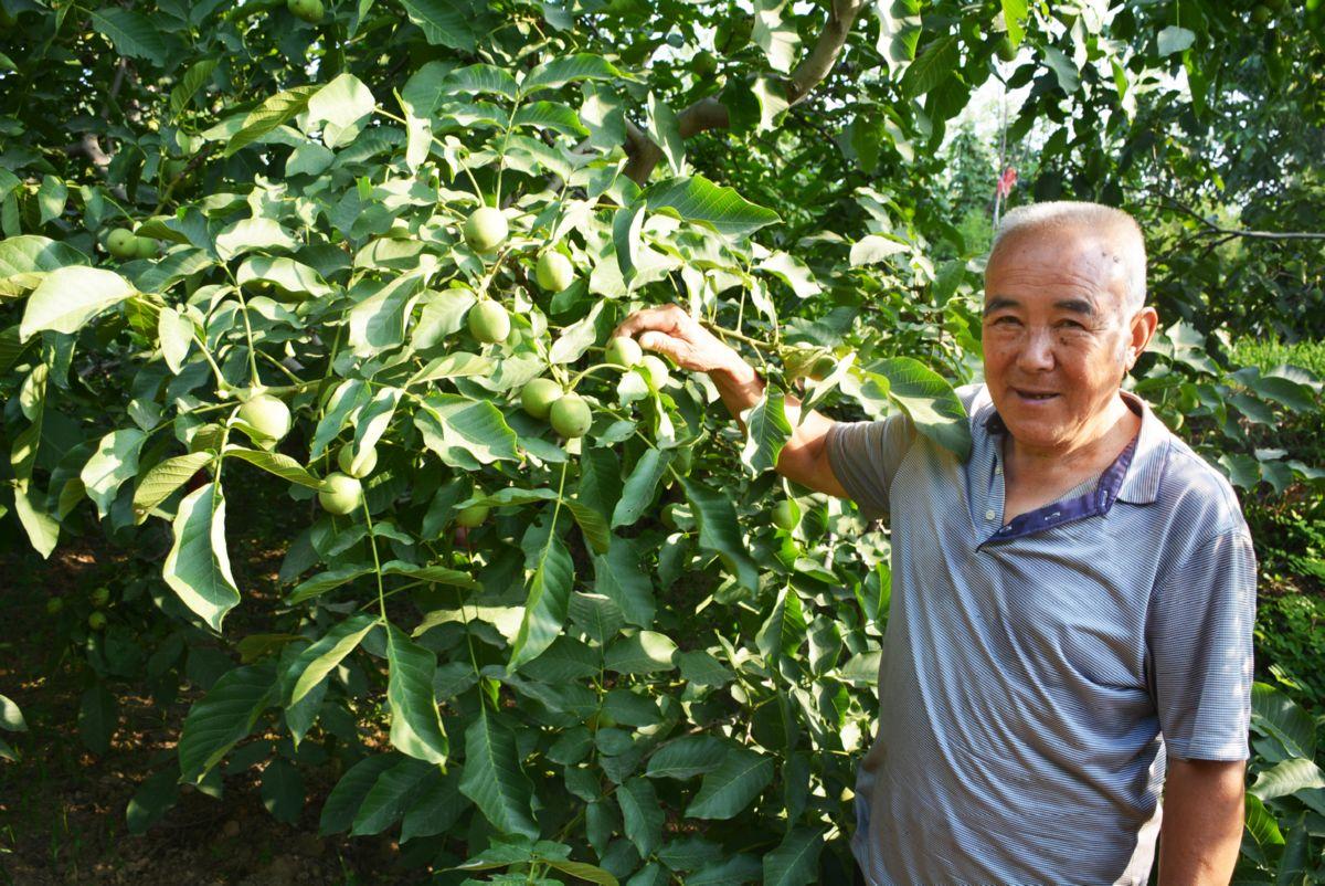 核桃树剪枝技术视频_致富核桃剪枝视频_致富经核桃剪枝