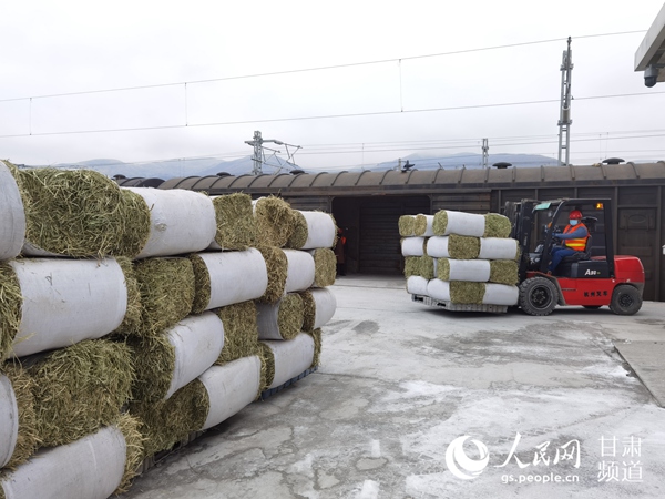 兰州致富种植牧草有限公司_兰州草种批发_兰州种植牧草致富