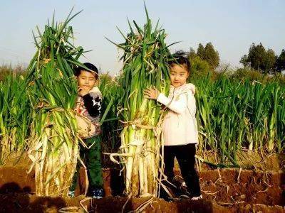 章丘大葱种植技术视频_章丘大葱种法_章丘大葱种子怎么种