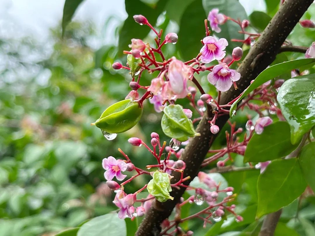 致富种植农村杨桃怎么样_致富种植农村杨桃视频_农村种植杨桃致富