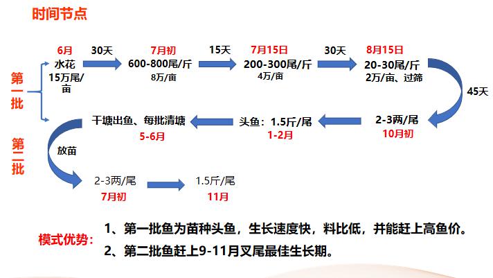 鲫鱼水花培育技术_鲫鱼水花鱼苗养殖技术_水花鲫鱼苗养殖技术