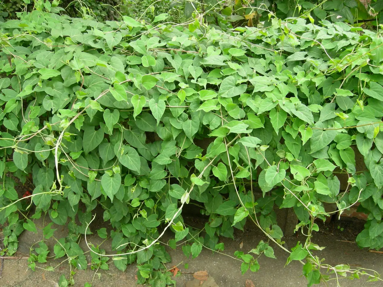 致富种植何首乌图片_何首乌种植效益_种植何首乌致富