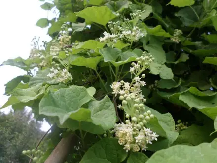 何首乌种植效益_致富种植何首乌图片_种植何首乌致富