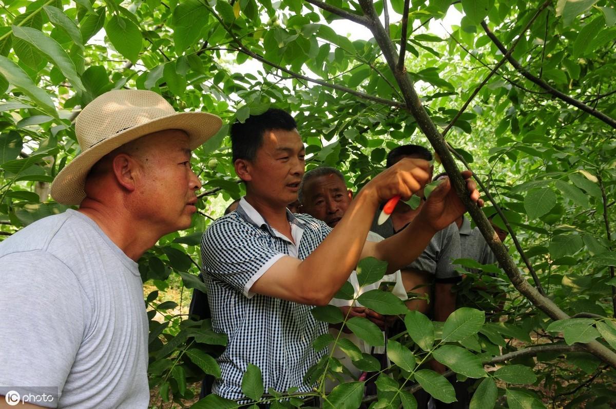 致富经核桃剪枝_核桃树剪枝技术视频_致富核桃剪枝视频教程