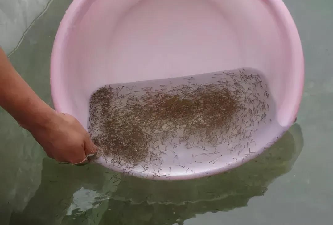 鲫鱼水花培育技术_水花鲫鱼苗养殖技术_鲫鱼水花苗多久长大