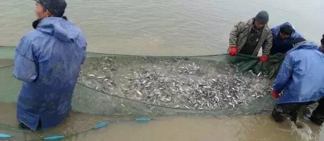 鲫鱼水花培育技术_水花鲫鱼苗养殖技术_鲫鱼水花苗多久长大