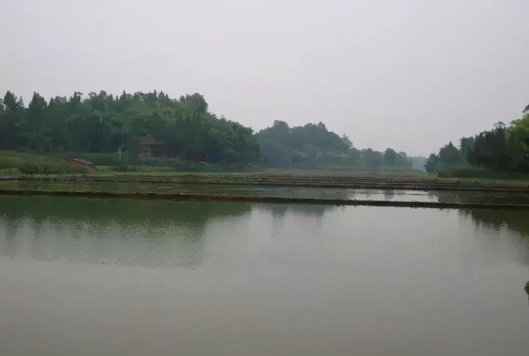 鲫鱼水花苗多久长大_水花鲫鱼苗养殖技术_鲫鱼水花培育技术