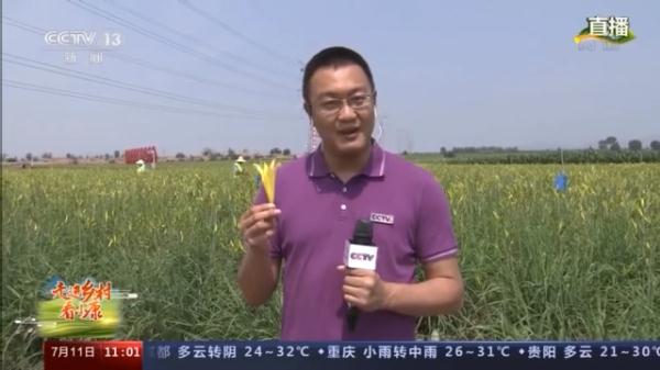 种植历史600多年 种植面积超26万亩 这里的村民夜采“致富花”