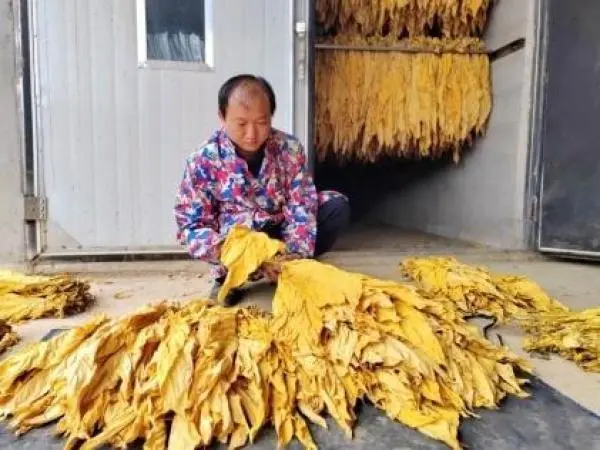 湖北兴山：“百佳农民”路培顺的烟叶致富路