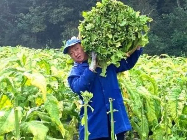 种植烟叶赚钱吗_烟叶种植致富模式_致富种植烟叶模式是什么