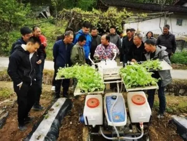 致富种植烟叶模式是什么_烟叶种植致富模式_种植烟叶赚钱吗