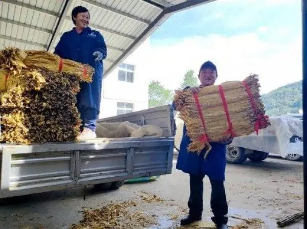 致富种植烟叶模式是什么_烟叶种植致富模式_种植烟叶赚钱吗