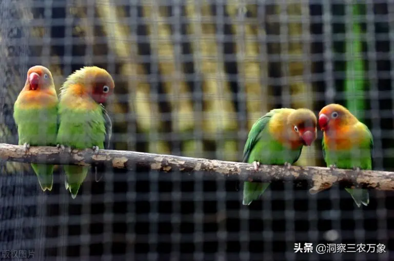 牡丹鹦鹉小巧可爱，该怎么饲养呢？做好这8方面养殖起来也简单