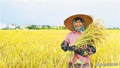 丰收节特别报道丨琼岛“丰”景好 日子节节高