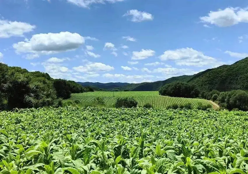 致富种植烟叶模式有哪些_烟叶种植效益_烟叶种植致富模式