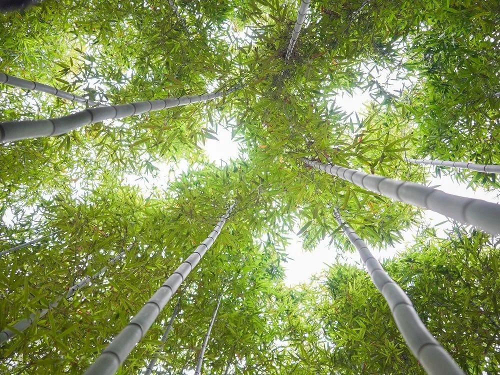 致富笋竹种植技术视频_种植竹笋致富经_竹笋种植技术及亩收益