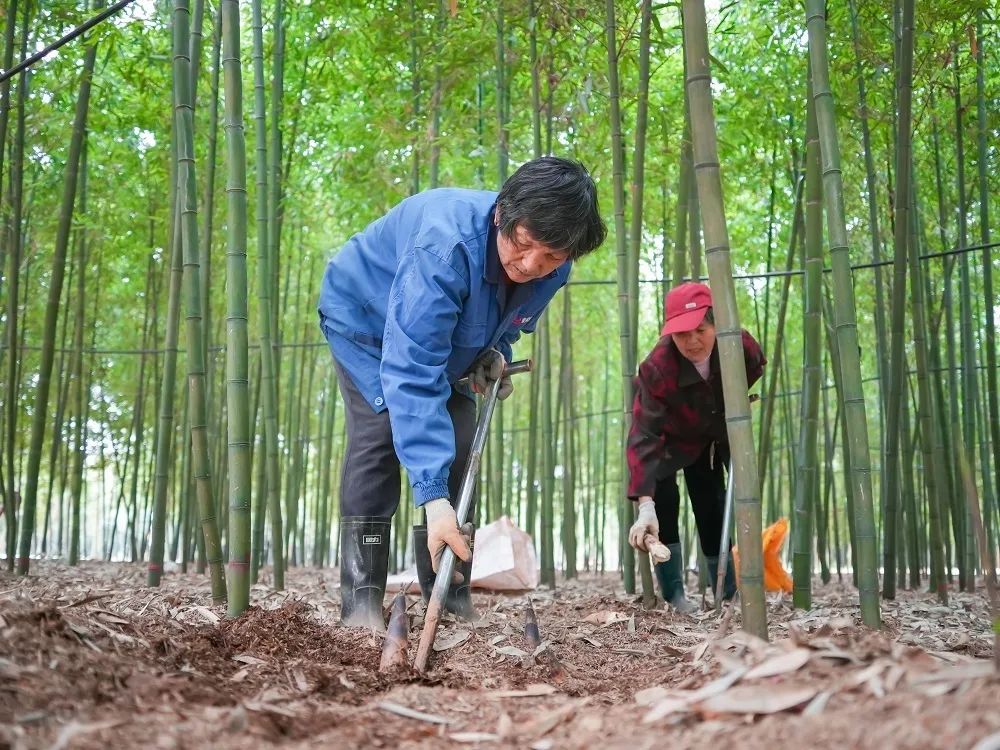 种植竹笋致富经_致富笋竹种植技术视频_竹笋种植技术及亩收益