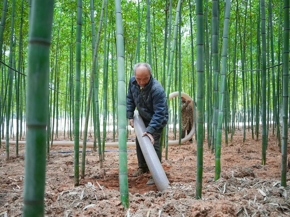 种植竹笋致富经_竹笋种植技术及亩收益_致富笋竹种植技术视频