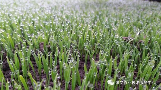 水稻施肥种植技术视频_水稻施肥种植技术要点_水稻种植施肥技术