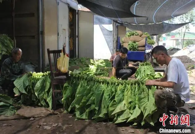 烟叶种植效益_烟叶种植致富模式_致富种植烟叶模式是什么