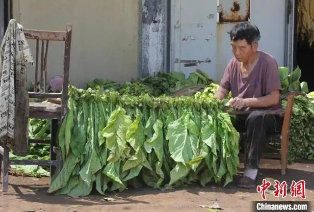 致富种植烟叶模式是什么_烟叶种植效益_烟叶种植致富模式