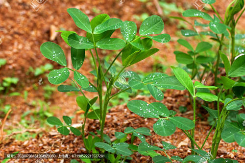 花生地膜覆盖高产栽培技术_成都花生地膜种植技术_花生种植成都地膜技术与管理